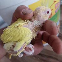 جوجه سرلاکی ملنگو|پرنده|بندر کنگان, |دیوار