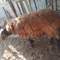 بره‌نر‌شال‌‌وهمو