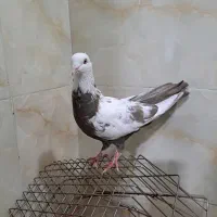 کفتر|پرنده|اقبالیه, |دیوار