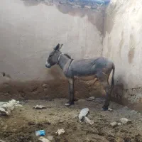 فروش یک الاغ نر درشت