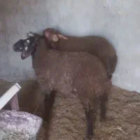 بره نرو ماده