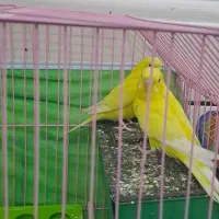 جفت مرغ عشق هلندی