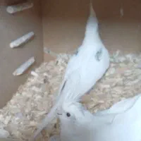 عروسگرینچیککوتولهقناریمرغعشقفنچقفسدانه و|پرنده|اراک, |دیوار