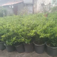 یاس هلندی|گل و گیاه طبیعی|کلاچای, |دیوار