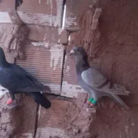 دوتا کفتر پرشی ضربه