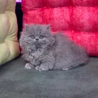 گربه های گوگولی و اصیل (پرشین بریتیش اسکاتیش)|گربه|بندرعباس, |دیوار