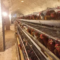 فروش قفسه مرغ تخمگزار برای ۲۰۰۰قطعه مرغ