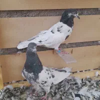جفت تیدی پاکستانی اصل