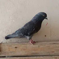 کبوتر|پرنده|نقده, |دیوار