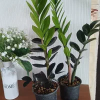 زاموفیلیا بلک|گل و گیاه طبیعی|شیروان (خراسان), |دیوار