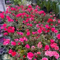 باغچه کاری و انواع گل گیاه