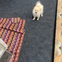 سگ پامر ماده ۷ ماهه جسه کوچیک روباهی خرسی