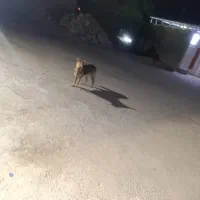 سگ‌ شرمن