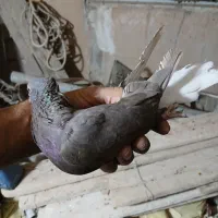 سینه دم سفید|پرنده|شیراز, شهرک گلها|دیوار
