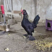 خروس جوان یوسل بلژیکی زیبا