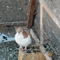 کفتر رنگی|پرنده|مشهد, شهرک ابوذر|دیوار