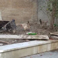 مرغ و خروس و جوجه|حیوانات مزرعه|اردبیل, |دیوار
