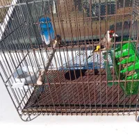 سهره جوجه نر