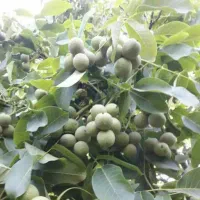 ریشه لخت درنهالستان پیش سیصد نوع