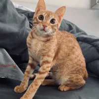 واگذاری گربه خانگی|گربه|کیش, |دیوار