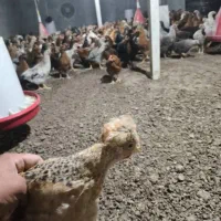 نیمچه گلپایگان|حیوانات مزرعه|اطاقور, |دیوار