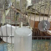 عروس هلندی|پرنده|گلستان (تهران), |دیوار