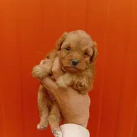 مالتی پو و پودل مینیاتوری