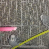 پرنده مرغ عشق