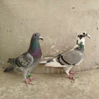 کبوتر ماده پلاکی 2تا