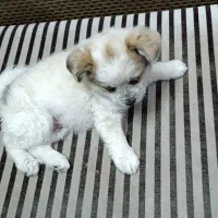 سگ.|سگ|ری, علایین|دیوار