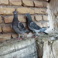 جفت نرماده چاپی آلمانی