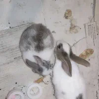 خرگوش