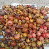 انار ترش جنگلی