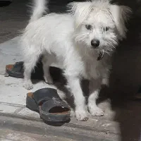 س یه سگ پا کوتاه گیرنده باهوش|سگ|بم, |دیوار