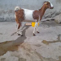 کهره سالم سرحال|حیوانات مزرعه|میناب, |دیوار