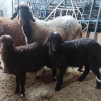 دام ماده و بره دو قلو