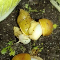 حلزون آچاتینا آلبینو به فروش میرسه همراه پک کامل