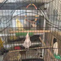 عروس هلندی|پرنده|مهاباد (آذربایجان غربی), |دیوار