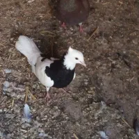 کفتر فروشی  و یک عدد اسباب بازی|اسباب‌بازی بچه|سبزوار, پیروزی|دیوار