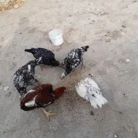۴عددمرغ لاری