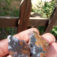 ۲ جفت شجر مشکی خاص خاص