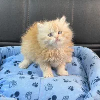 بچه. گربه. نژادار تخفیف دار مناسب کادوو