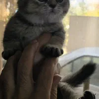 گربه اسکاتیش و اسفینکس|گربه|جیرفت, |دیوار