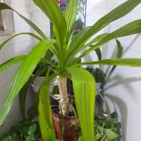 گل ذرتی شاداب وسر حال|گل و گیاه طبیعی|شیراز, بریجستون|دیوار
