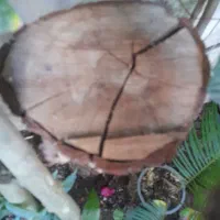 تنه درخت|گل و گیاه طبیعی|رشت, جانبازان|دیوار