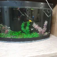 آکواریوم با ماهی