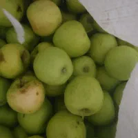 سیب برای آبگیری وسرکه