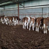 گوساله سیمینتال و هلشتاین اصیل