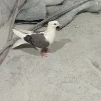 کبوتر شونی|پرنده|بروجرد, |دیوار