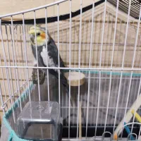 عروس هلندی نر